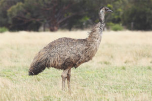 Ostrich emu
