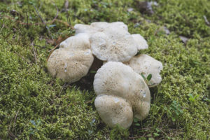 Fungus ng tupa