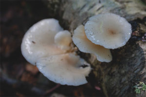 Oyster kabute pulmonary