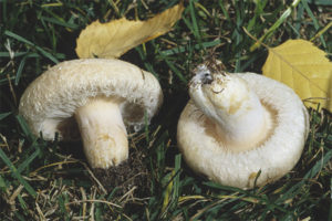 Puting tuktok