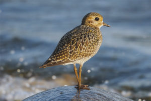 Ginintuang Plover