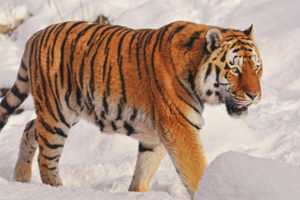 Amur tigre