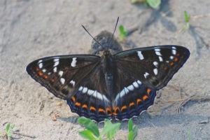 Butterfly na laso