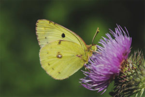 Parong butterfly