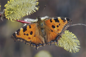 Butterfly na bulaklak