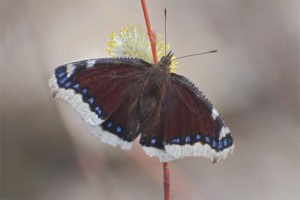 Butterfly pagdadalamhati