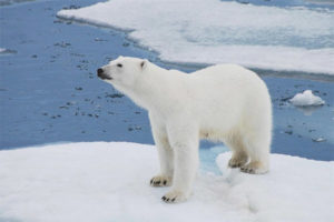 Polareng oso