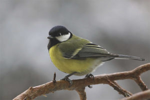 Malaking tit