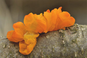 Tagapayo ng orange
