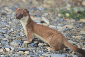 Si Ermine