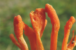 Mga militar na cordyceps