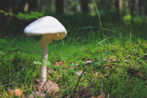 Amoy na amoy si Amanita