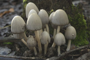 Coprinus grey
