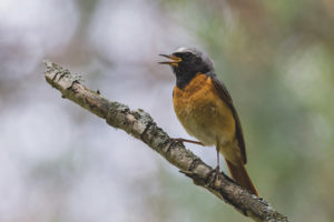 Karaniwang Redstart