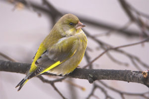 Karaniwang greenfinch