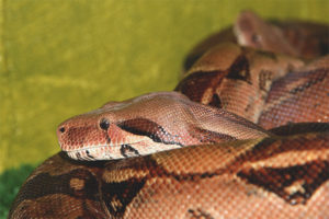 Karaniwang boa