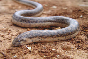 Constrictor ng buhangin
