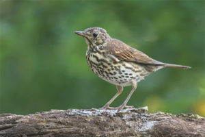Songbird