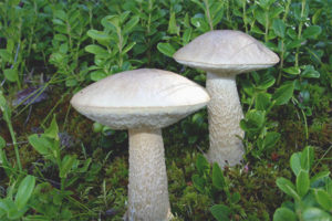 Puting boletus