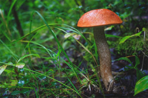 Pulang boletus