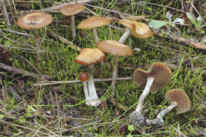Asul ang Psilocybe