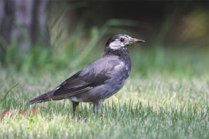 Grey starling