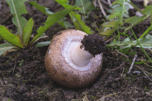 Double-thoracic ng Champignon