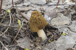 Sumbrero ng Morel