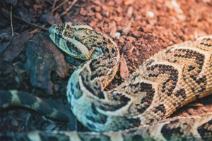 Maingay na viper
