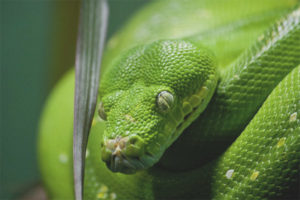 Boa-ulo boa