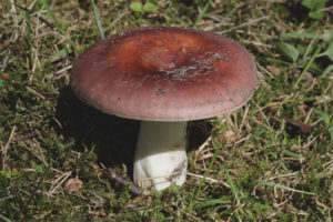 Pagkain ng Russula
