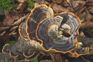 Ang mga Trametes ay maraming kulay