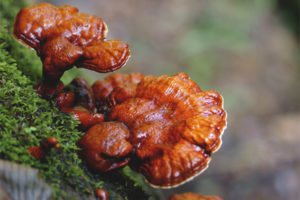 Nakakapagod ang fungus