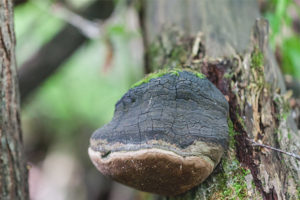 Makinis na fungus