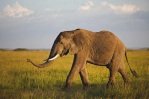 Elepante ng Africa
