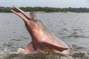 Ang dolphin ng Amazon