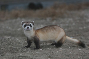 Amerikanong ferret