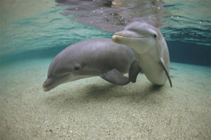 Puting dolphin na may buhok