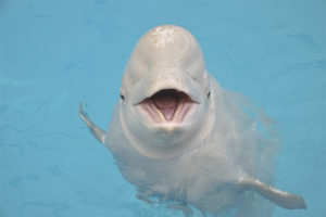 Whale Beluga