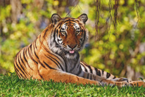 Tigre ng Bengal