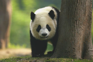 Malaking panda