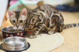 Paano pakainin ang isang bengal cat