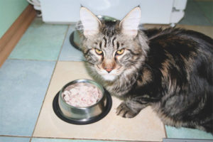 Paano pakainin ang lahi ng Maine Coon cat