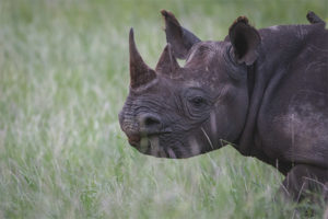 Itim na rhino