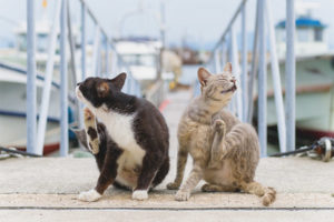 Mga scabies sa pusa at pusa