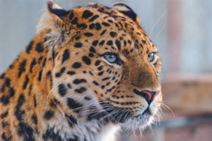 Malayong Silangang leopardo