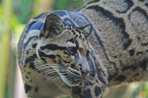 Mausok na leopardo