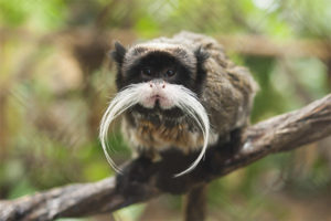 Imperyong tamarin