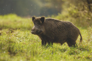 Wild bulugan
