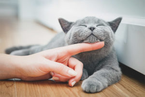 Paano hampasin ang isang pusa o pusa